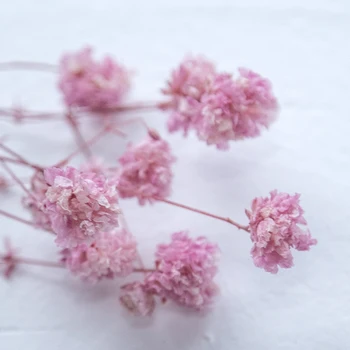1 g/vrečko Aromaterapija vosek cvet Večni cvet Gypsophila Konzervirane Cvetje diy materialov