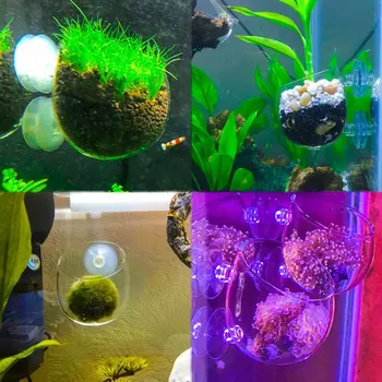 2X Steklo Vodnih Rastlin Pokal Pot 4X Sesalna Skodelice Fish Tank Akvarij Aquascape
