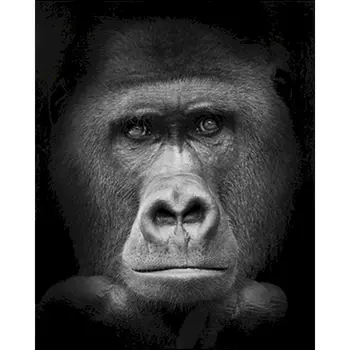 CHENISTORY AnimalBlack opica glavo, Barvanje z Številkami DIY Celoten Sklop Akril Barve Edinstveno Darilo Olje, Barvanje Z Številkami Doma Dekor