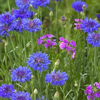Cornflower semena so enostavno rastejo v štirih sezonah v živo modro cornflower semena na prostem vrt ozelenitev hladno odporni na cvet semena