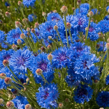 Cornflower semena so enostavno rastejo v štirih sezonah v živo modro cornflower semena na prostem vrt ozelenitev hladno odporni na cvet semena