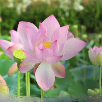 GR Lotus Aromo Indija Kadila Palice,Aromatskih Zaprtih Dišave, ki Živijo Doma,Sproščujoče,Stres Relief,Meditacija,Osvežujoča,Joga,Darilo