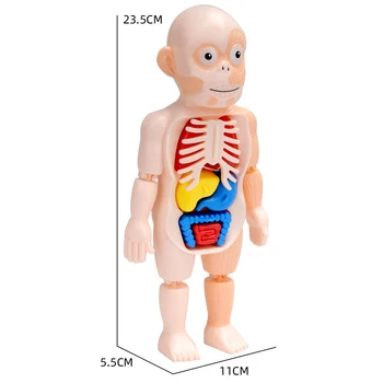 Izobraževalne Učenje DIY Sestavljeni Igrače Kompleti Organa, Organa Medicinske Poučevanja Orodja Montessori 3D Puzzle Človeško Telo Anatomija Model Igrača
