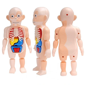 Izobraževalne Učenje DIY Sestavljeni Igrače Kompleti Organa, Organa Medicinske Poučevanja Orodja Montessori 3D Puzzle Človeško Telo Anatomija Model Igrača