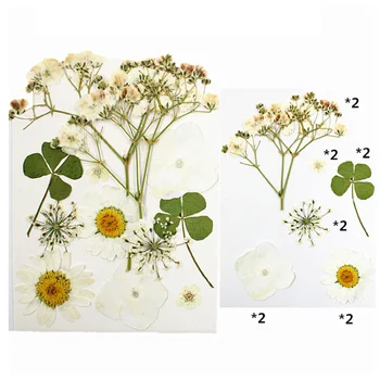 Okrasni material paket album suho DIY ohranjanje cvet dekoracijo domov Mini suho cvetje