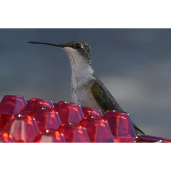 Perching Hummingbird Napajalni In Diamond-Oblikovan Ptica Z vgrajenim ant Jarkom Ptica Dobave кормушкадляптиц XH8Z