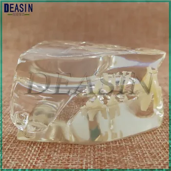 Pes Dentition Model pes zobe lobanje čeljustni kosti pregleden poučevanja Veterinarski Živali model osebke