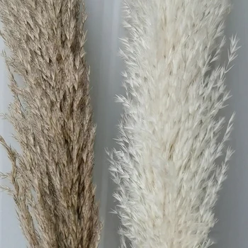 Suho Reed Kup Naravno Posušena Rastlina Vaza Cvetlični Aranžma Reed Šopek Pampe Trava, Veje DIY svate, Dekoracijo