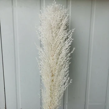 Suho Reed Kup Naravno Posušena Rastlina Vaza Cvetlični Aranžma Reed Šopek Pampe Trava, Veje DIY svate, Dekoracijo